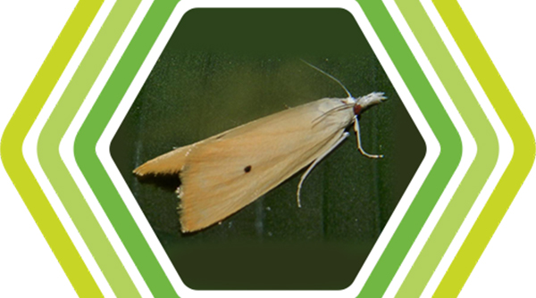 Asiatic-Rice-Borer-or-Rice-Stem-Borer-Moth